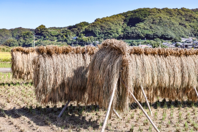 Bundles of harvested rice hung on wooden racks for sun-drying in rural Japan