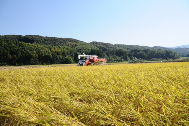 A combine harvester moving through a golden rice field during Japan’s autumn harvest season, when newly harvested rice begins appearing in stores.