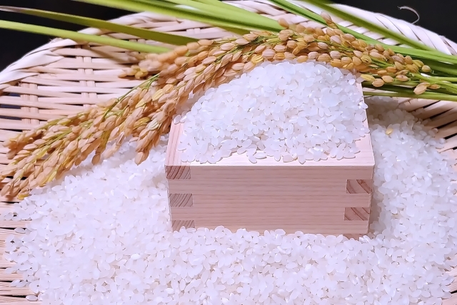 Freshly harvested Japanese rice grains displayed with rice ears