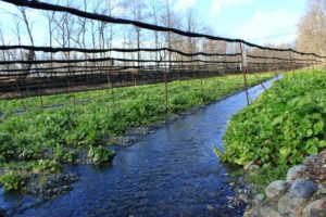 Wasabi fields growing along clear mountain streams in Japan