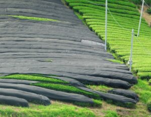 Tea plants covered with shade cloth for gyokuro production in Japan.