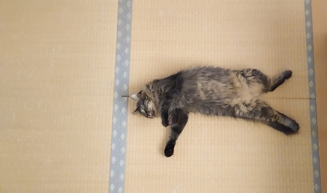 A cat lying comfortably on tatami flooring, showing the soft and cushioned surface.