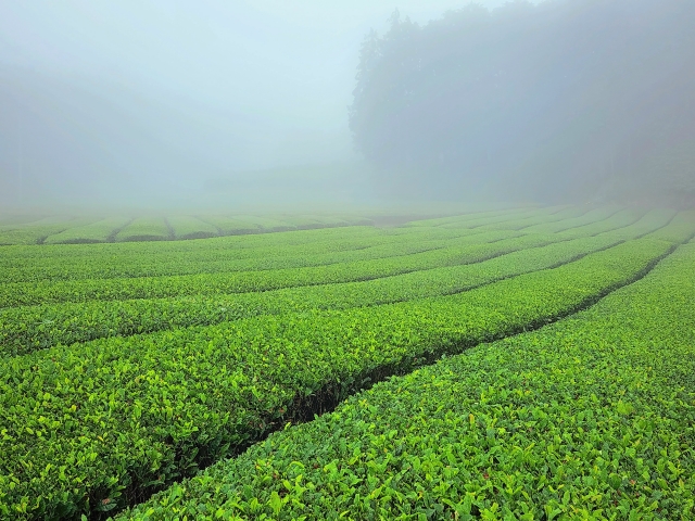 Misty green tea fields in Shizuoka, Japan