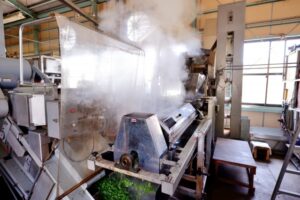 Fresh tea leaves being steamed at a Japanese tea factory.