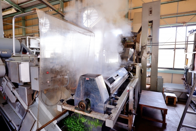 Steaming machine at a Japanese tea factory processing fresh green tea leaves