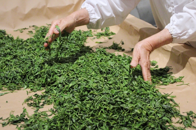 Freshly steamed tea leaves being hand-rolled during sencha production