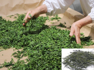 Tea leaves being handled during the rolling and drying stages of sencha production.