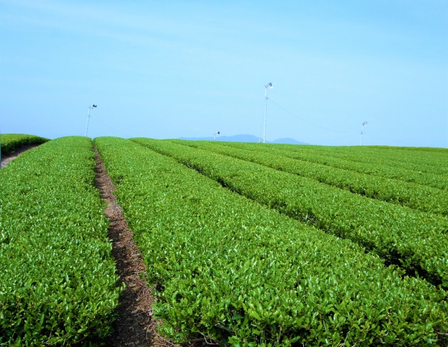 Rows of green tea plants growing in a Japanese tea field under a clear sky.