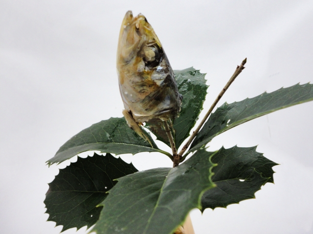 Close-up of a grilled sardine head attached to spiky holly leaves (hiiragi iwashi)