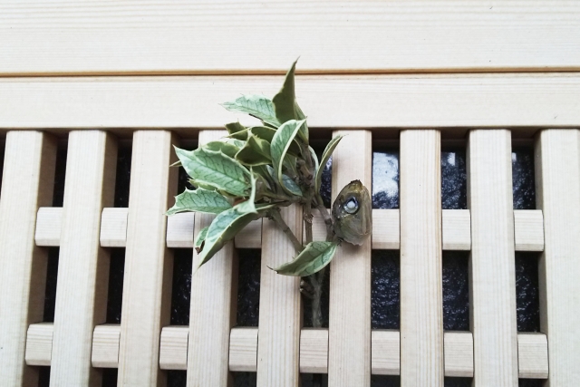 Hiiragi iwashi placed outside near a home entrance, attached to a wooden slatted door