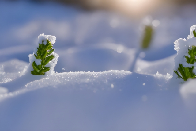 Young green shoots emerging through snow, reflecting the older seasonal idea of spring beginning during the cold months.