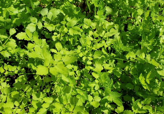 Young seri growing densely, one of the traditional seven spring herbs used in nanakusa-gayu.