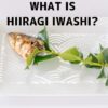 Hiiragi iwashi on a plate: a grilled sardine head attached to a sprig of holly leaves