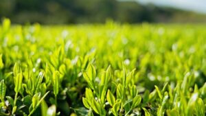 Fresh young tea leaves growing on a Japanese tea plant.