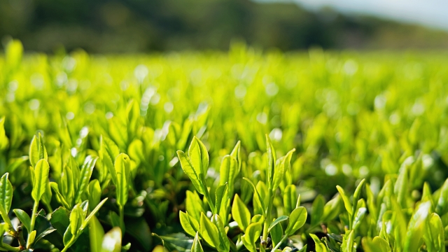 Fresh shincha tea leaves growing in a Japanese tea field in spring