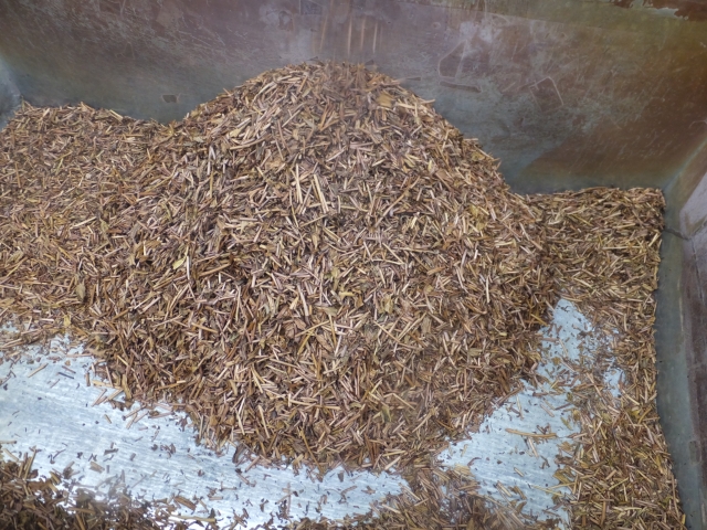 Pile of roasted hojicha leaves