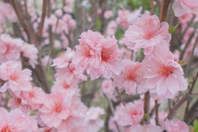 Pink peach blossoms associated with Hinamatsuri, the traditional Japanese Girls’ Day in early spring