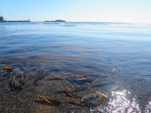 kombu kelp growing in coastal waters of Japan