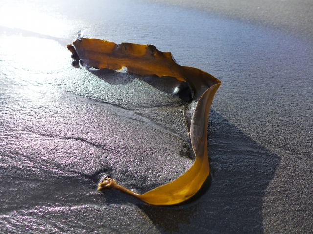 kombu kelp washed ashore on a Japanese beach