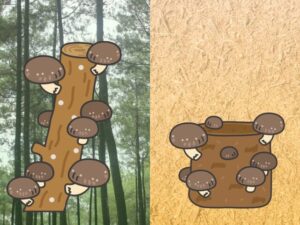 Log-grown shiitake mushrooms compared with sawdust-grown shiitake cultivation