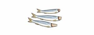 Illustration of dried sardines (niboshi)