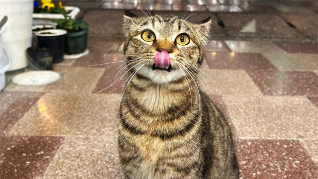 Cat licking its lips as if reacting to a delicious taste
