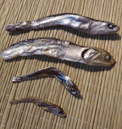 Different sizes of niboshi showing how size varies among dried anchovies