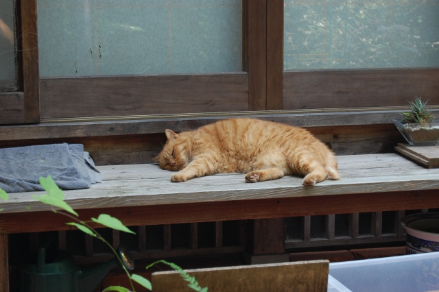 Orange cat sleeping on a traditional Japanese engawa, showing the quiet comfort of everyday life