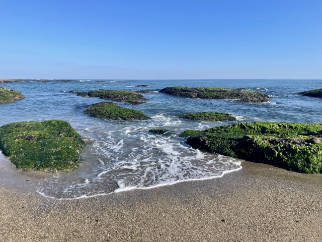 Seaweed growing on rocky coastal surfaces, illustrating the natural shoreline environment associated with iwa nori.