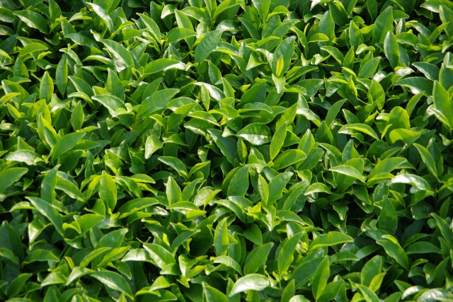 Mature tea leaves growing on tea plants for later-harvest bancha.