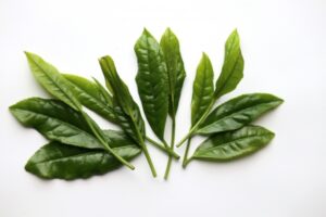 Mature tea leaves after extended growth on the tea plant