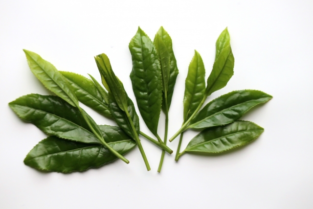 Mature green tea leaves used to illustrate the larger leaf material often associated with bancha.