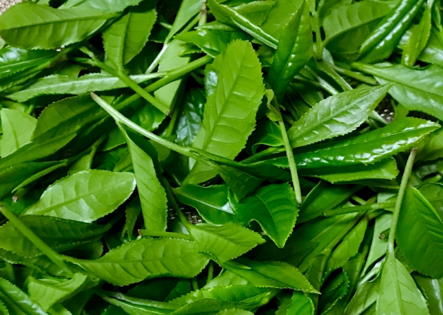Mature tea leaves used to make san-nen bancha