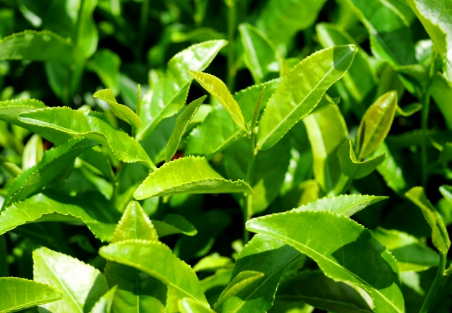 Tea leaves growing on the plant before harvest