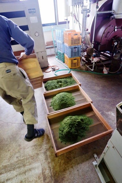 Green tea being sorted in a factory, where fine particles can be separated as konacha