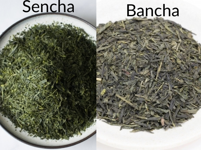 Side-by-side comparison of sencha and bancha dry tea leaves, showing a coarser bancha example.